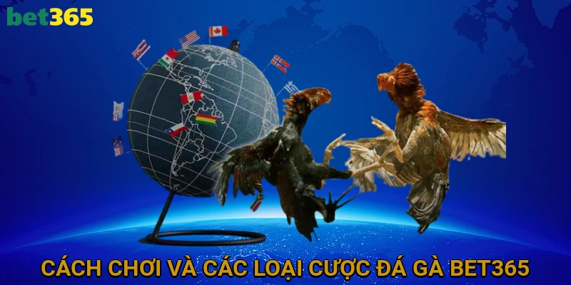 Cách Chơi Và Các Loại Cược Trong Đá Gà BET365