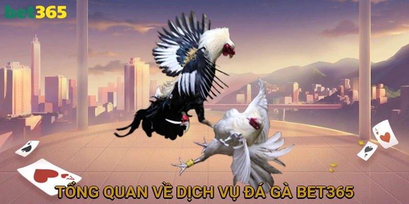 Tổng Quan Về Dịch Vụ Đá Gà BET365